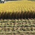 看過稻田的美麗風景，秋天稻子成熟，割稻季節，很美的畫面，一起來欣賞。台東海端鄉機器割稻、稻田美景。