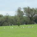 遠遠的望去是一大片綠油油草地，直到看見一隻隻高空飛翔白鷺鷥鳥降落的剎那間，賞鳥好所在新的發現。