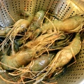 段泰國蝦