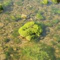 綠色的海藻，海水浸潤是有生命的