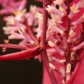春花開了：艷紫紅竹花