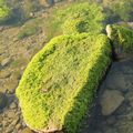 台灣形狀的石頭