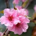 河津櫻是台灣山櫻花與大島櫻繁衍而出的新品種，花瓣較一般櫻花大，花朵呈粉紅色，好看。