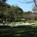 陽明山前山公園，在每年花季會特別種植的水仙花田，2014年種植5000多株ㄟ，好美！好香！
