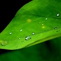 連綿下雨天，綠葉上停留的水珠，如鑽石般晶瑩剔透，美呀！大自然的創造，帶給我們無限美好，好開心！