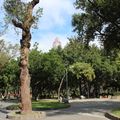 鳥語花香在臺北二二八和平紀念公園