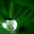 連綿下雨天，綠葉上停留的水珠，如鑽石般晶瑩剔透，美呀！大自然的創造，帶給我們無限美好，好開心！