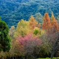 南投遊：清境、奧萬大、合歡山