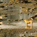 河床退潮見底的時候，狗狗下來找食物吃，甚至過河，原來的在這裡常見等著魚兒的小白鷺，蒼鷺，會飛走讓給流浪的狗狗。（華中河濱）