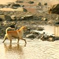 河床退潮見底的時候，狗狗下來找食物吃，甚至過河，原來的在這裡常見等著魚兒的小白鷺，蒼鷺，會飛走讓給流浪的狗狗。（華中河濱）