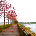 又是一年木棉紅，紅如火、豔如霞，朵朵豔橘怒放，台南白河幸福漂亮的一條大道，攝影寫真「火紅妖燒木棉花」。（攝於台南白河）