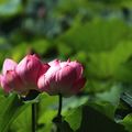 荷花池畔，美景再現
葉兒隨風，波浪滾滾
紅花點點，伊人裝扮
蓮蓬裙擺，搖曳生姿
鳥兒魚兒，來回穿梭
綠色裙上，相見歡唱
