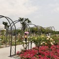 台北玫瑰園2021