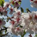 陽明山的櫻花季結束前開的賞櫻趣