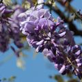 今年第一次賞的紫藤花