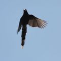 台灣藍鵲從我眼前飛過