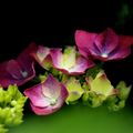 五月時節，繡球花開，花開初期帶綠色，後轉白、桃紅紫嵐，迷人的豪華豔麗之美，親吻著花兒，微微清香。