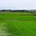 花蓮縣玉里193縣道周邊稻田，插秧不久的綠油油稻田