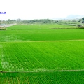 花蓮縣玉里193縣道周邊稻田，插秧不久的綠油油稻田
