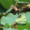 臺北植物園的荷花池，在2014年，美極了，看小麻雀在荷葉間自由跳躍，哇！愛上的不止是荷花。