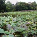 眾裡尋覓，台北植物園荷花池畔