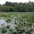 眾裡尋覓，台北植物園荷花池畔