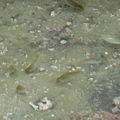 潮間帶吃海草的魚