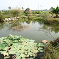 景觀設計--禾樂居生態池