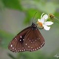  《Butterfly》