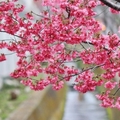 產業道路周遭盛開的櫻花堆疊樹梢，猶如夢境般絢麗迷幻，頗有詩意．而早凋的花瓣片片，卻呈現出另一種淒美！