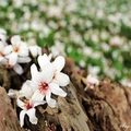 《銅鑼-客家大院賞桐花》