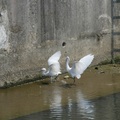 老街溪的白鷺鷥與水鳥