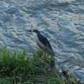 老街溪的白鷺鷥與水鳥