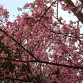 平鎮莊敬里日星公園