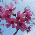 20180303平鎮區中正里公園