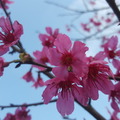 20180303平鎮區中正里公園