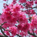 櫻花
