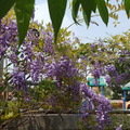 紫藤花開