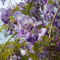 紫藤花開