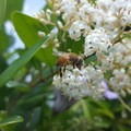 蜜蜂。寫真