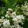 蜜蜂。寫真