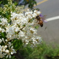 蜜蜂。寫真