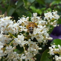 蜜蜂。寫真