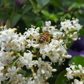 蜜蜂。寫真