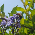 蜜蜂。寫真