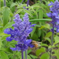 蜜蜂。寫真