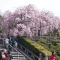 日本-櫻花