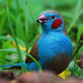 紅頰藍飾雀（公鳥）