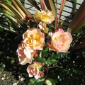2013 roses