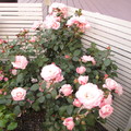 2013 roses